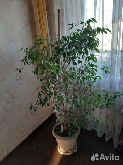 Фикус бенджамина большой