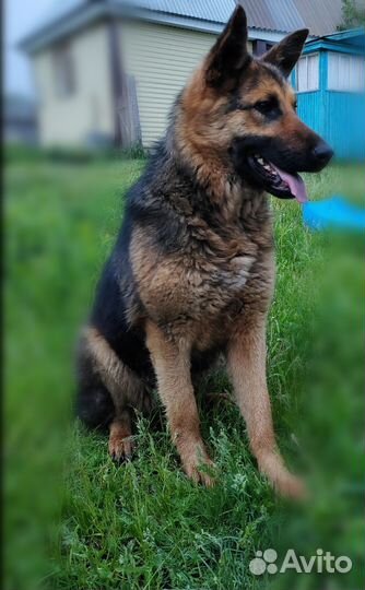 Немецкая овчарка
