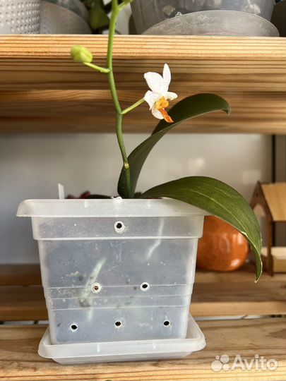 Орхидея фаленопсис Мини Марк (цветущая)