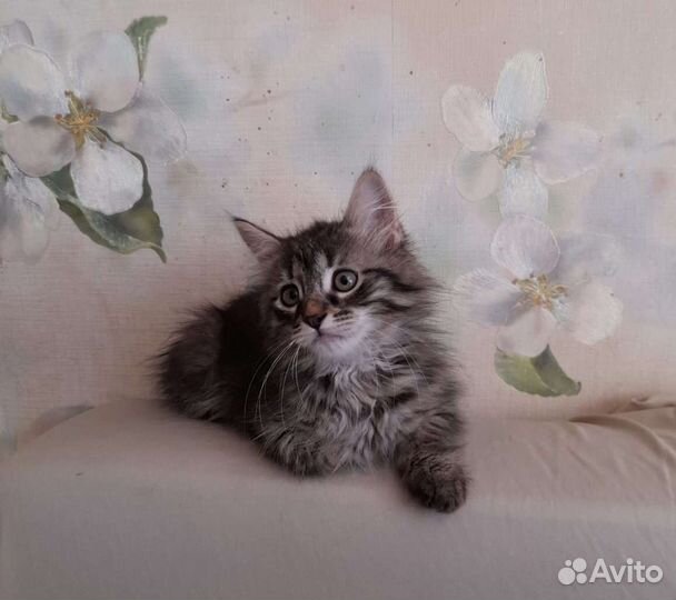 Котята в дар(девочка и мальчик)