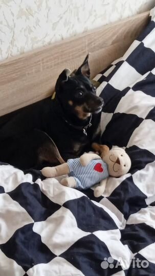 Вязка той-терьер девочка