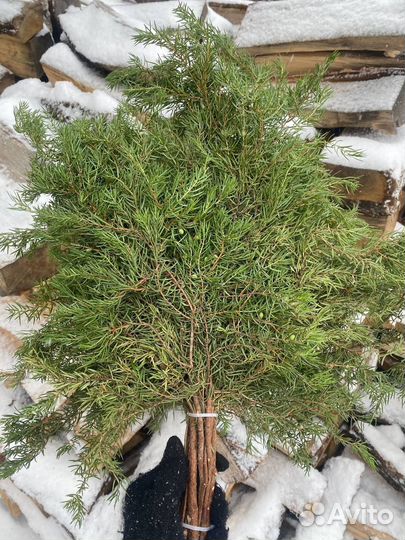 Можжевеловые веники