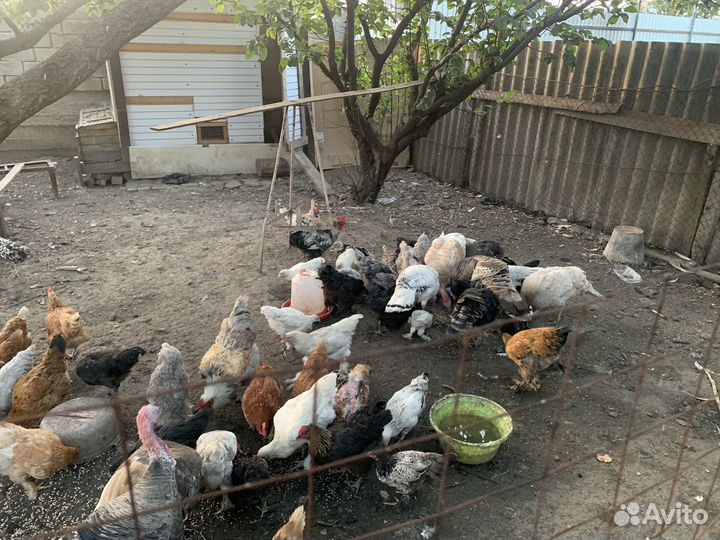 Куры Индюки