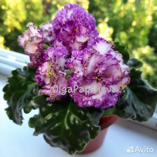 Фиалки(детки)
