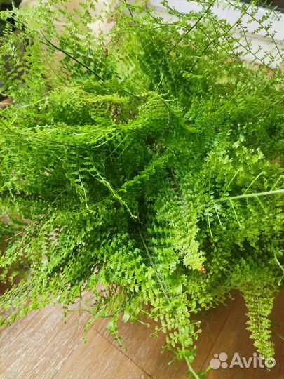 Комнатные растения