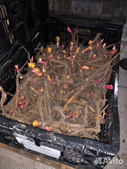 Корни пионов оптом