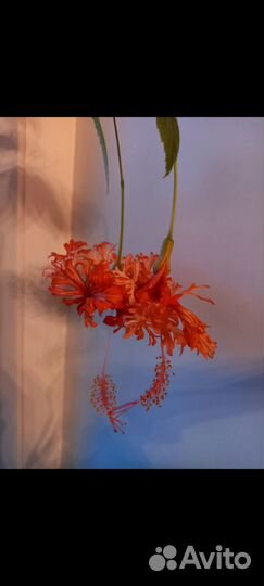 Гибискус Шизопеталус