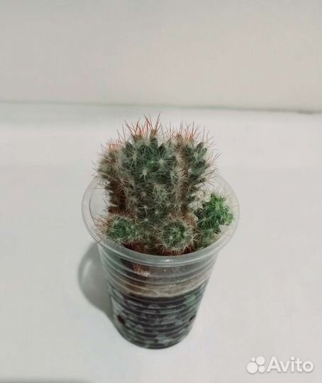 Кактус
