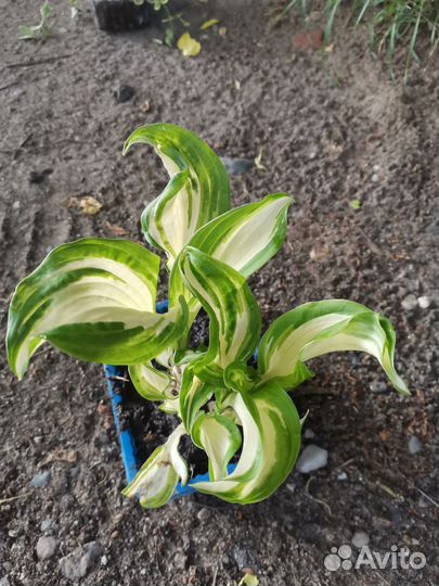 Многолетники для сада цветы