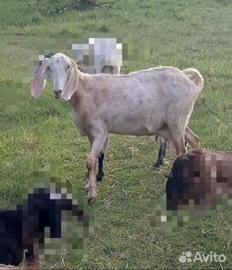 Козлята и Дойные козы