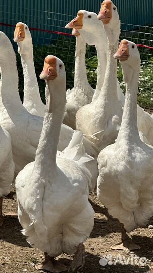 Холмогорские гуси на продажу