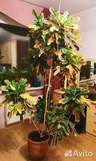 Спатифиллум и Кротон (Кодиеум)