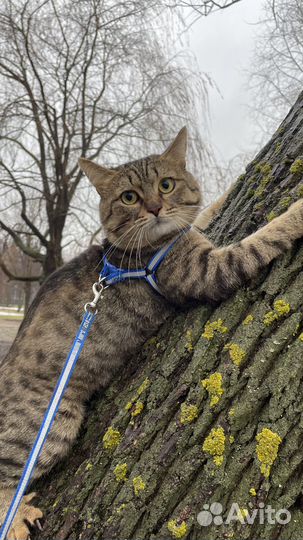 Кот для вязки бесплатно