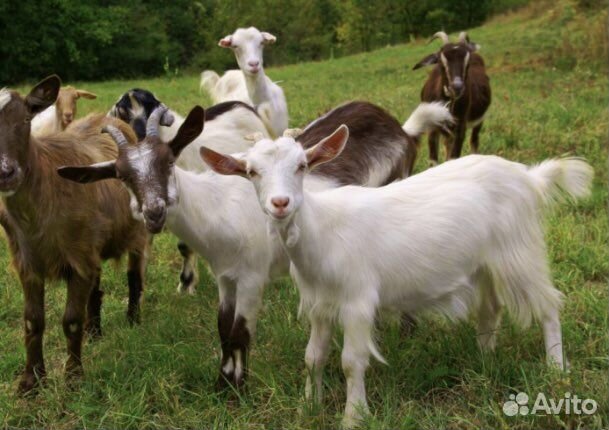 Дойные козы, Коза нубийская