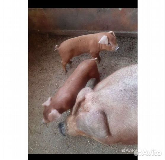 Поросенок Дюрок