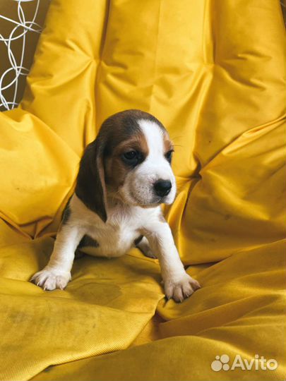 Щенки бигль