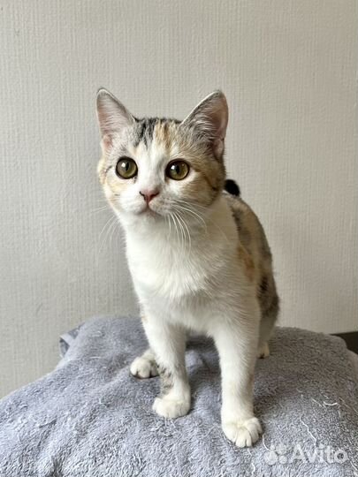 Котенок девочка ищет дом