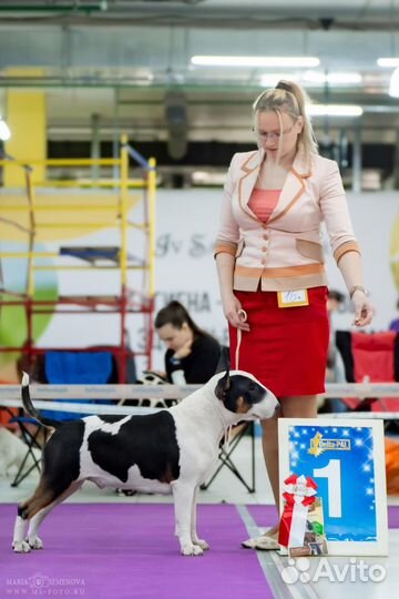 Стандартный бультерьер вязка