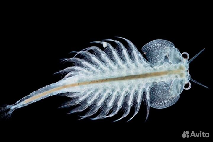 Мотыль, артемия заморозка