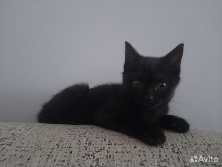 Кошка в дар бесплатно