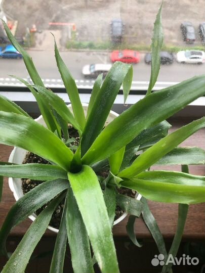 Продажа комнатных растений