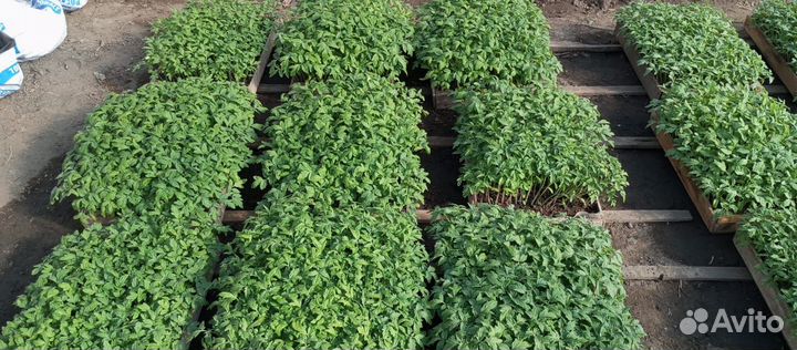 Рассада Помидоры, Огурцы, Перец, Баклажаны