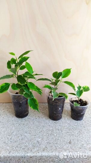 Фикусы разные