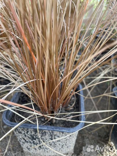 Осока медная