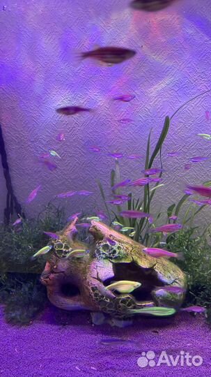 Данио рерио