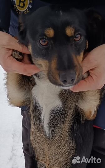 Маленькая собака