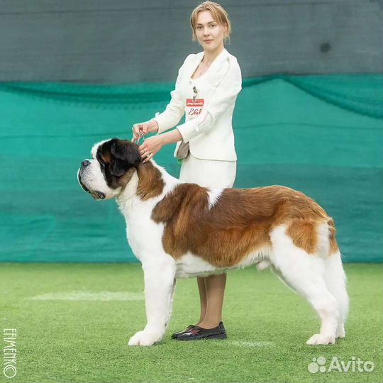 Сенбернар вязка