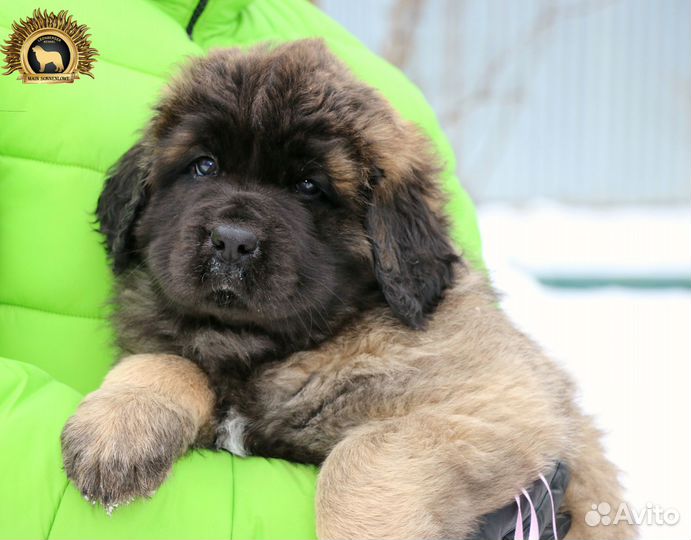 Щенки леонбергера