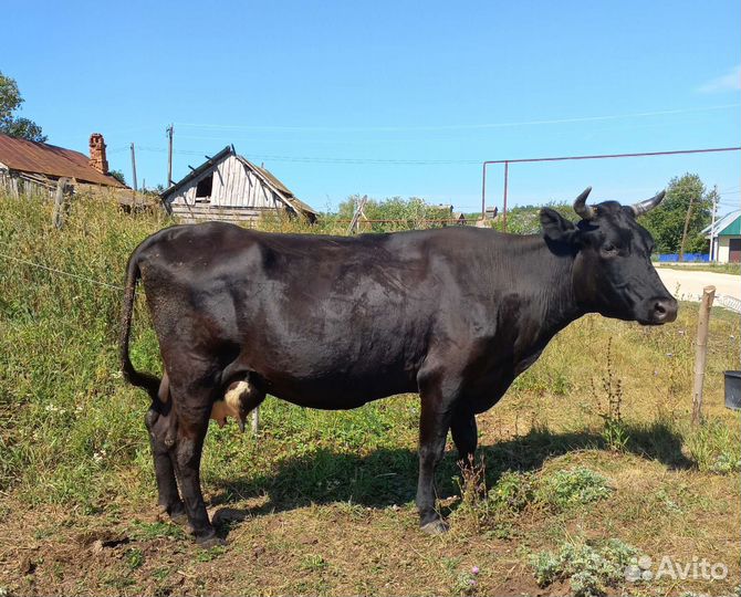 Корова высокоудойная