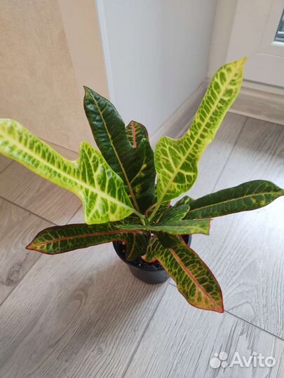 Комнатные растения (кротн,калатея, монстера и др)