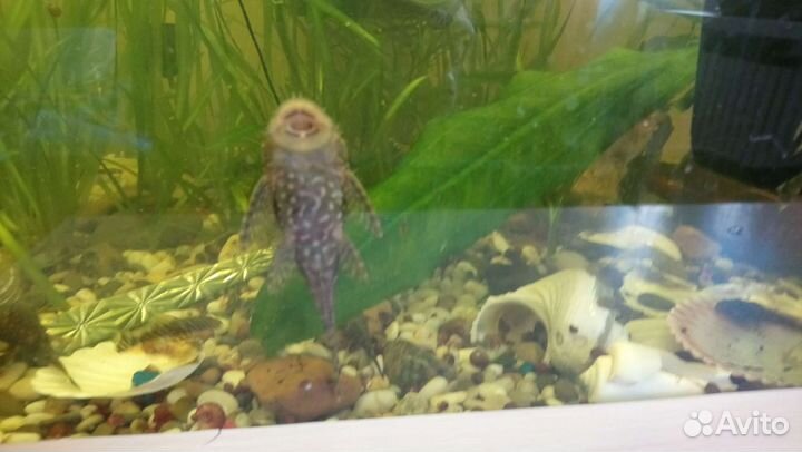 Сомы взрослые