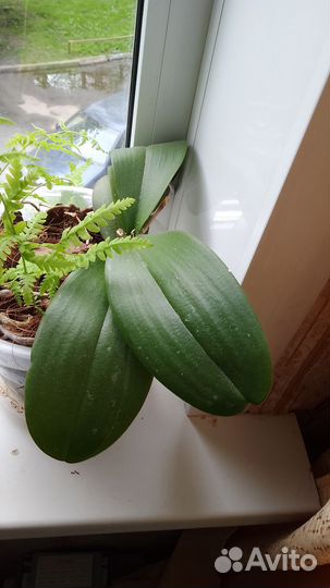 Комнатные растения