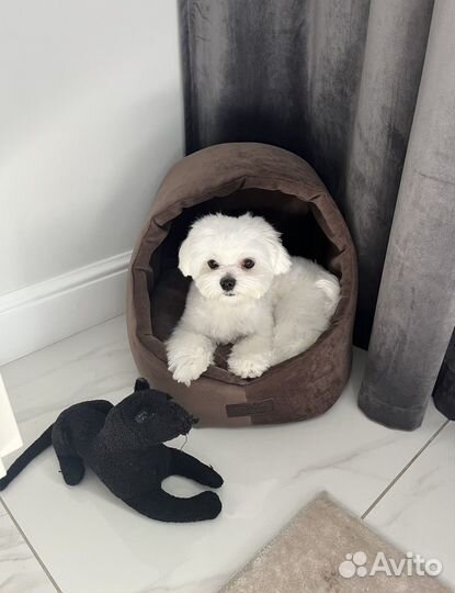 Мальчик мальтезе (мини) ищет подружку