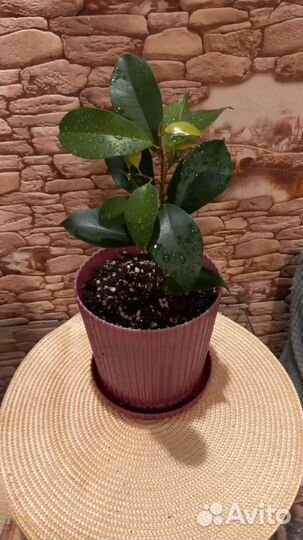 Фикус микрокарпа гинсенг