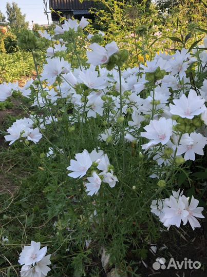 Мальва мускуссная, папоротник, молодило