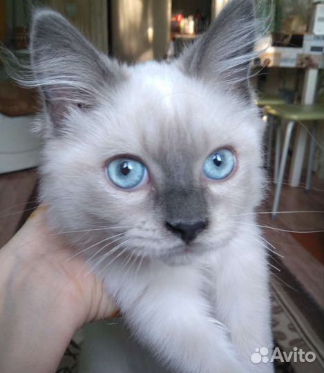 Кошка в дар