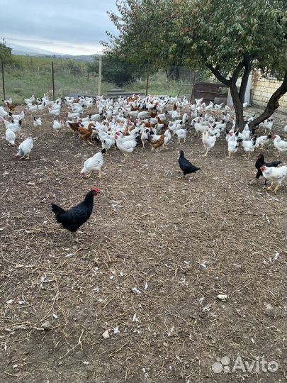 Молодые петушки