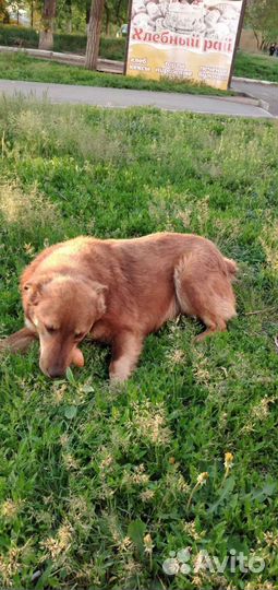 Собачки Рыжульки