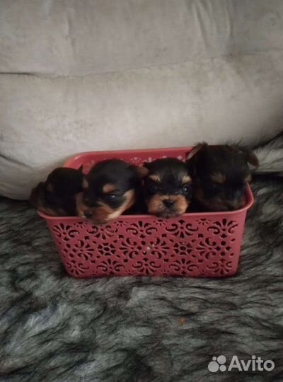 Йоркширский терьер