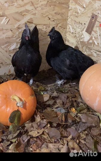 Инкубационное яйцо Ухейилюй