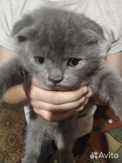 Продам породистых котят