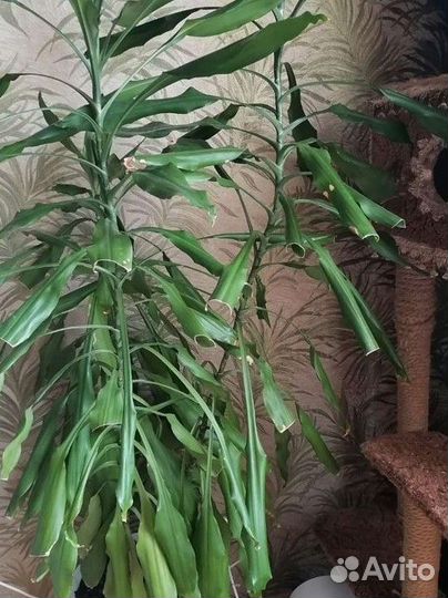 Драцена, юкка, кофе арабика