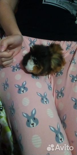 Морская свинка