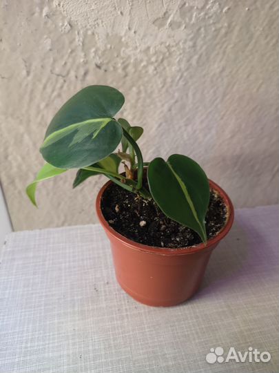 Сциндапсусы эпипремнумы, филодендроны