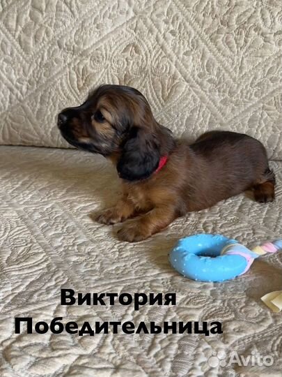 Длинношерстная такса кроличья/миниатюрная