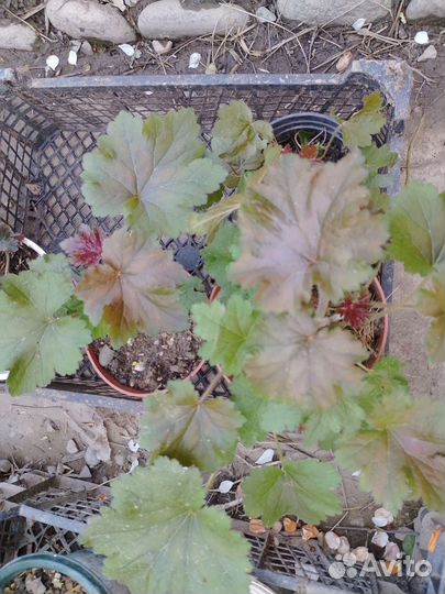 Гейхеры, хосты